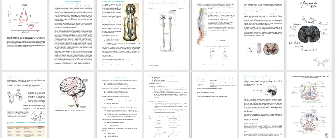 Apuntes de neurología, material redactado por grupo Fisiomedic.